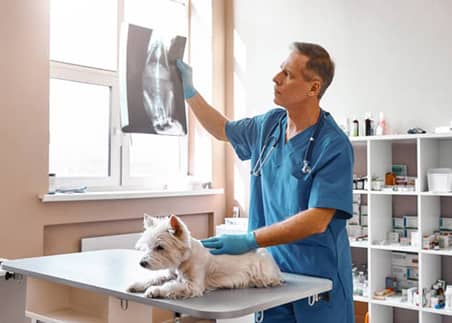 Medicina Interna L’HospitalVet+ Clínica Veterinaria