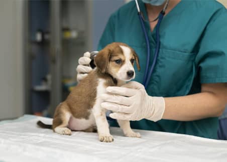 Medicina Preventiva L’HospitalVet+ Clínica Veterinaria